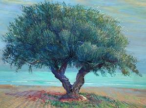 Tree Tunisia